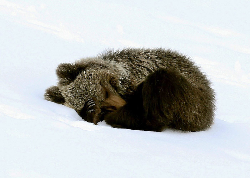 В Польше ветеринары спасают бурого медвежонка.Вокруг Света. Украина
