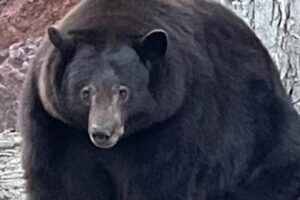 Мохнатый взломщик: огромный медведь терроризирует жителей Калифорнии. Видео