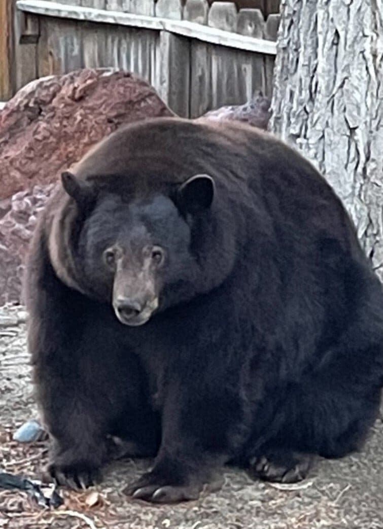Волохатий грабіжник: величезний ведмідь тероризує мешканців Каліфорнії. Відео