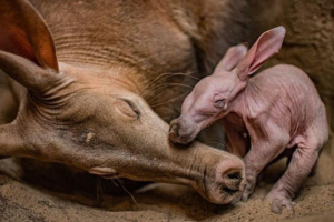 В британском зоопарке впервые родился трубкозуб. Что за зверь такой?