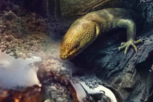У бірманському бурштині знайшли невідому ящірку віком 110 млн років