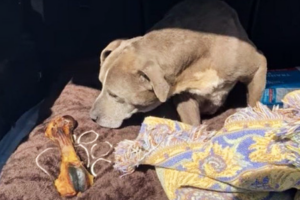 В Калифорнии пропавшая собака вернулась домой через 12 лет