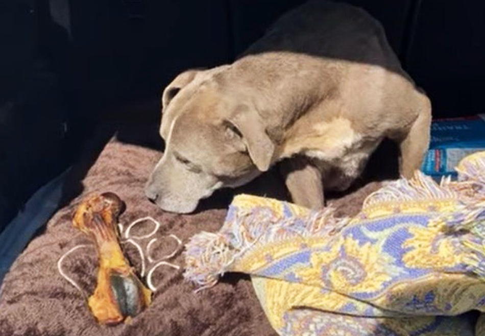 В Калифорнии пропавшая собака вернулась домой через 12 лет