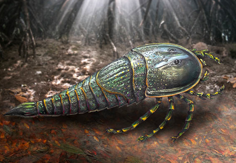 Чудище озерное: в Австралии открыли новый вид ископаемого ракоскорпиона