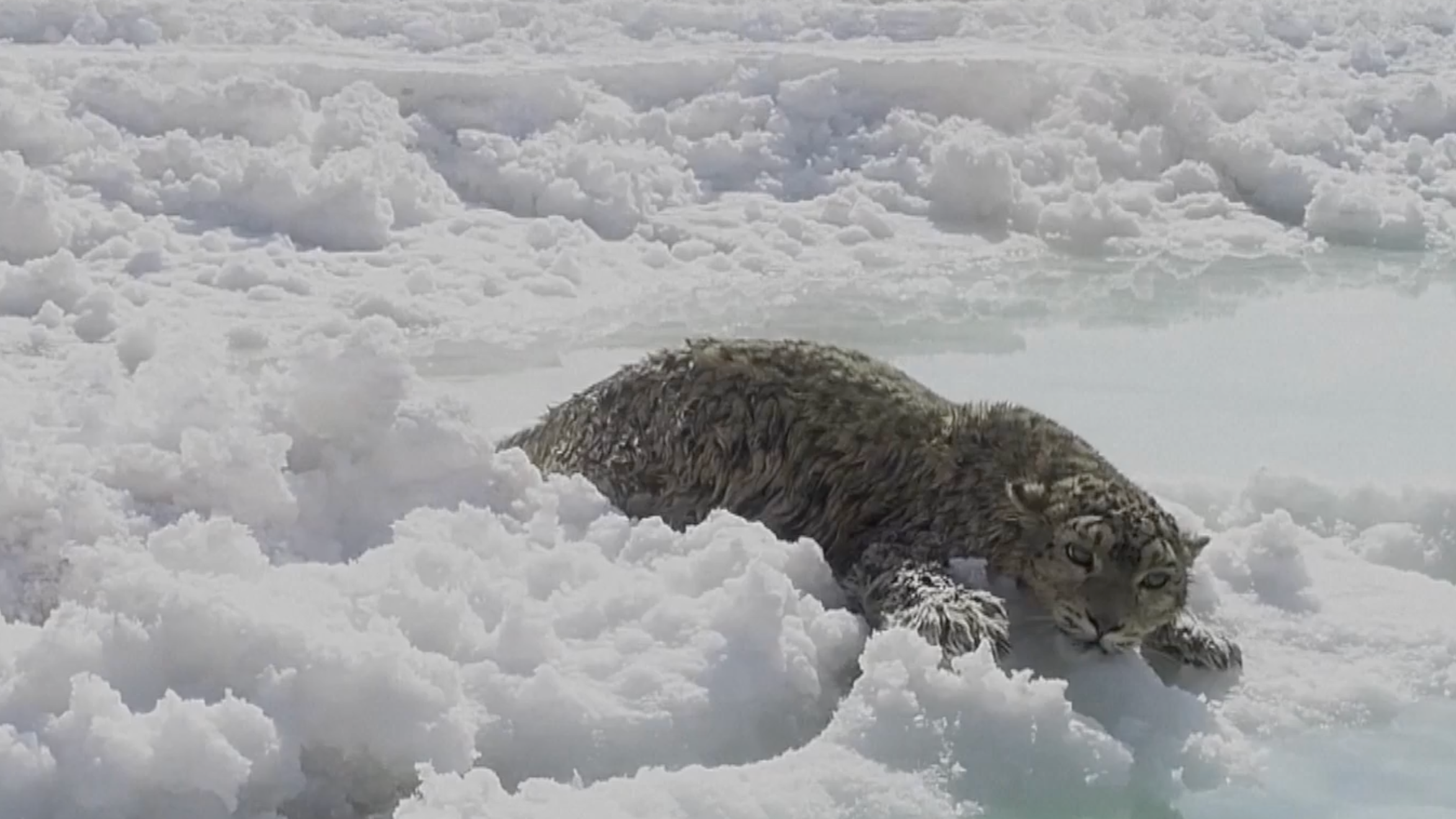 В Китае из соленого озера спасли снежного барса: видео.Вокруг Света. Украина