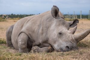 В Италии создали еще два эмбриона северного белого носорога