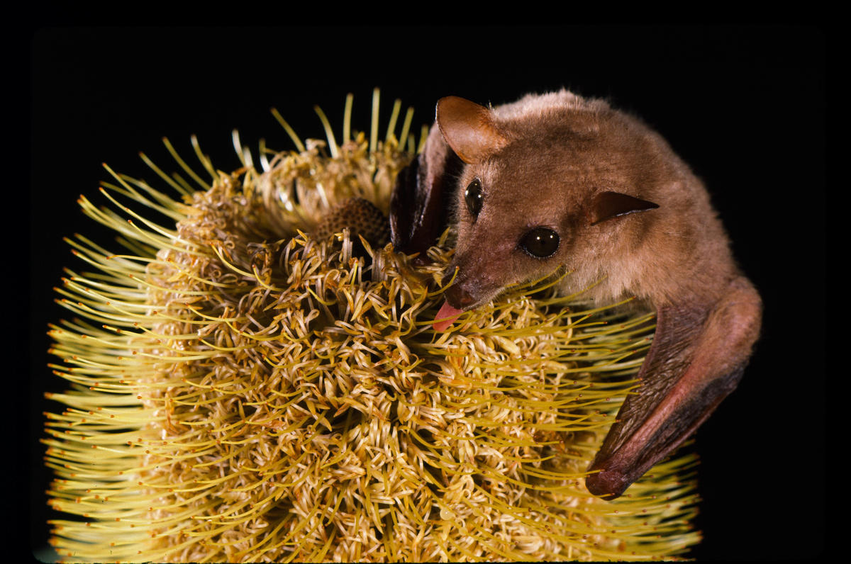 Тайная жизнь летучих мышей помогла решить ботаническую загадку.Вокруг Света. Украина