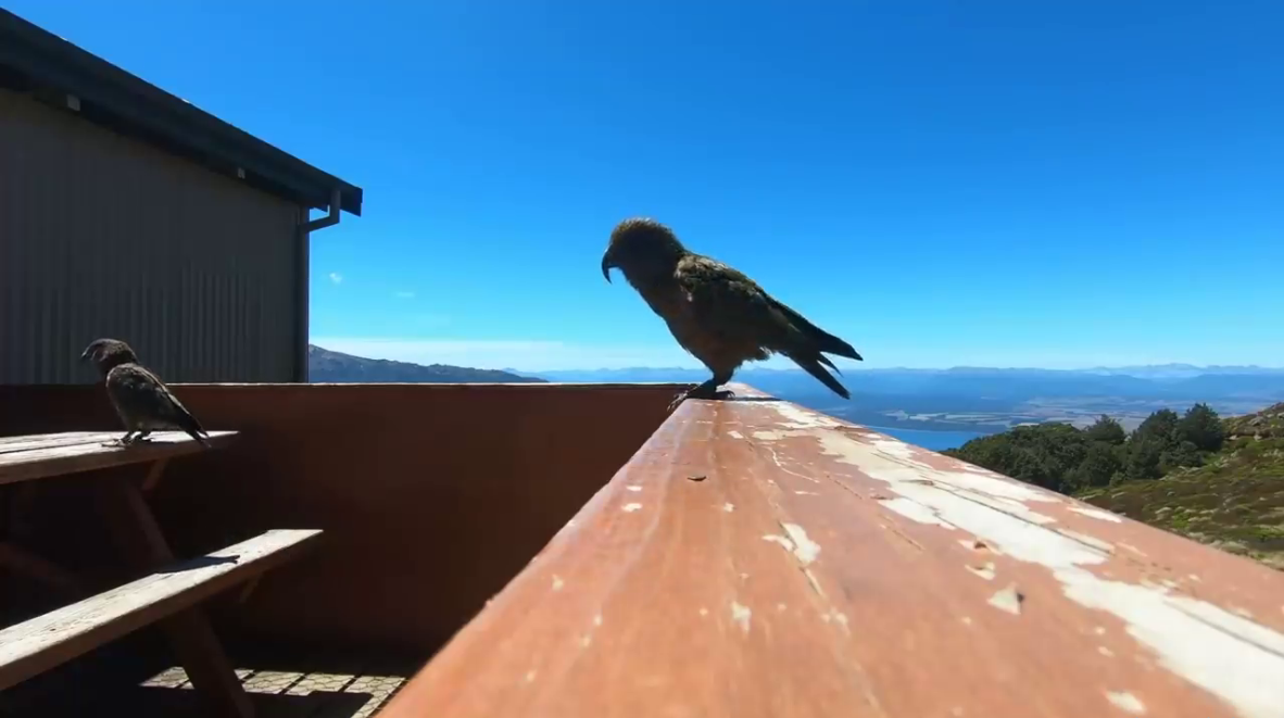 Попугай в Новой Зеландии стащил камеру у туристов и снял впечатляющее видео