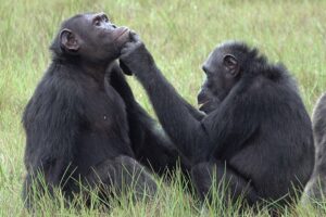 Биологи впервые зафиксировали, что шимпанзе лечат раны