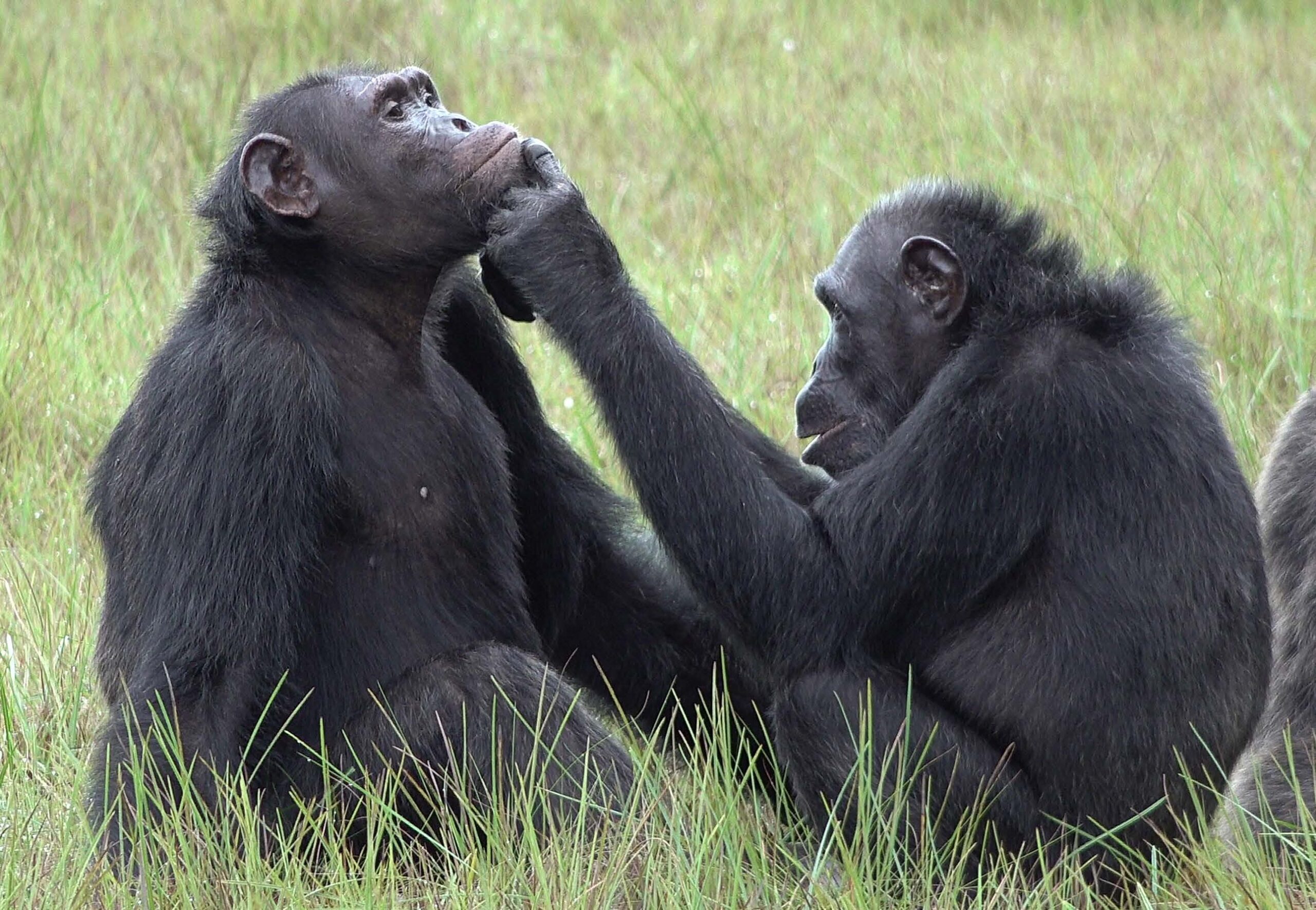 Биологи впервые зафиксировали, что шимпанзе лечат раны.Вокруг Света. Украина