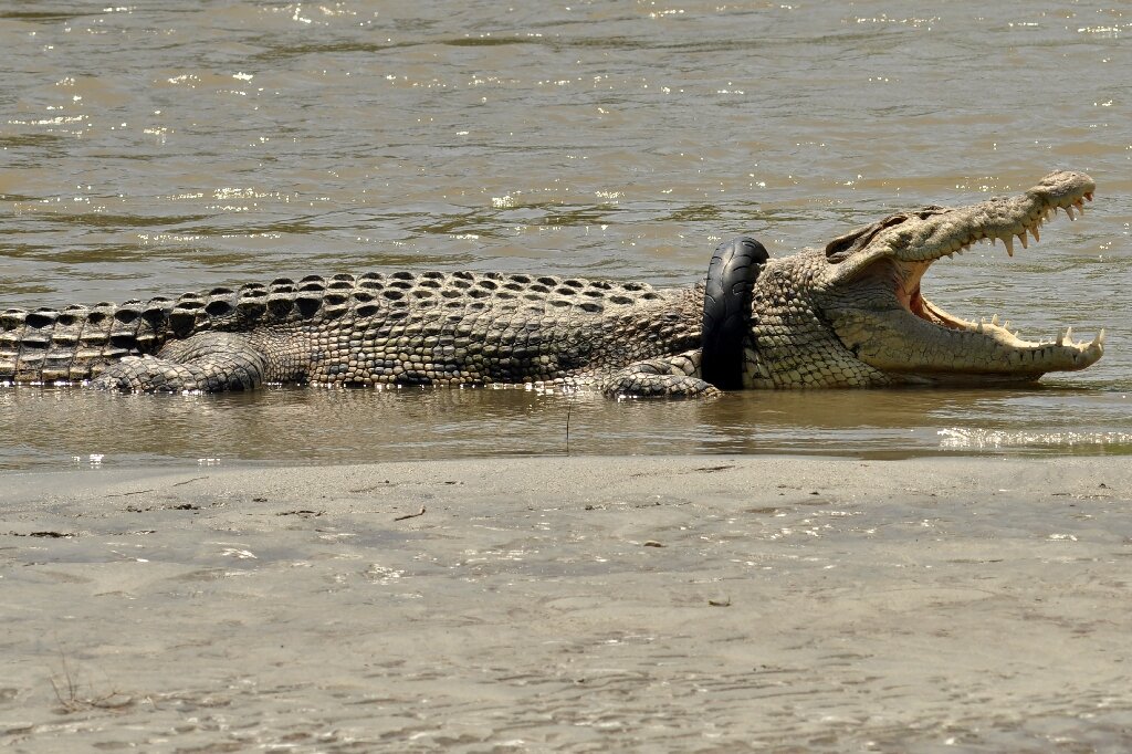 В Індонезії врятували крокодила, який застряг у шині.Вокруг Света. Украина