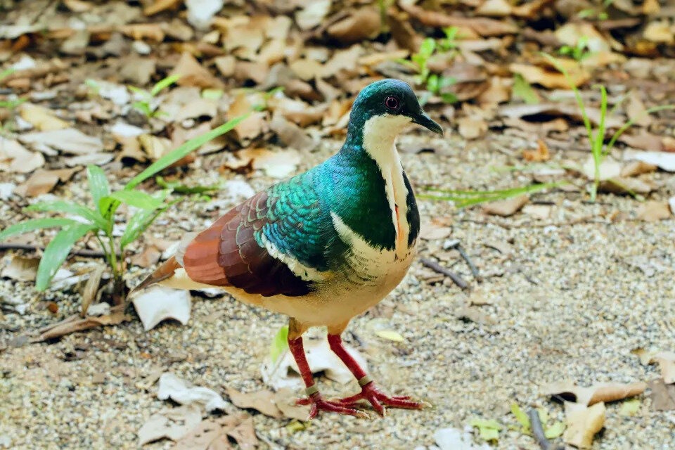 В Сингапуре вылупились три птенца редчайшего негросского кровавогрудого голубя: видео