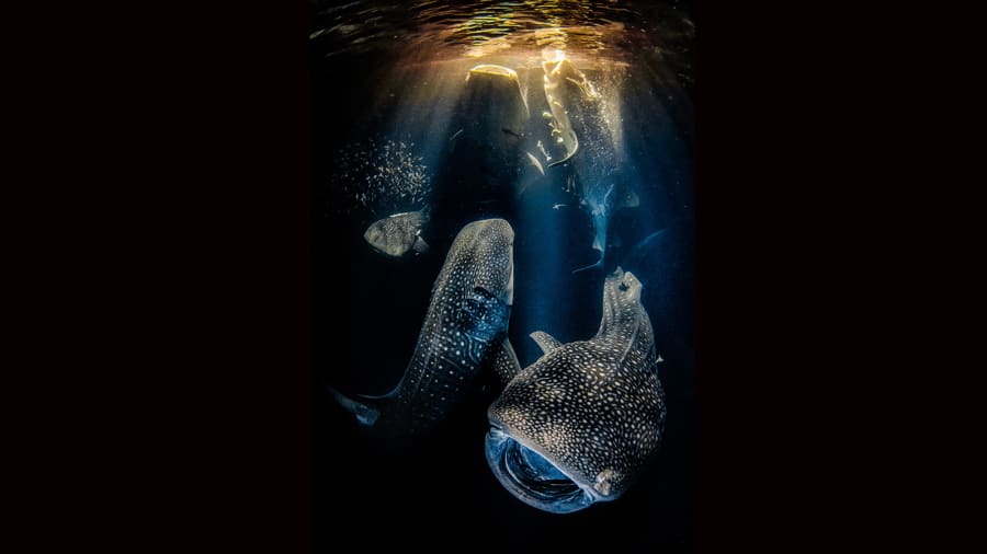 Трапеза акул vs ловля анчоусов: названы победители конкурса «Подводный фотограф года 2022»
