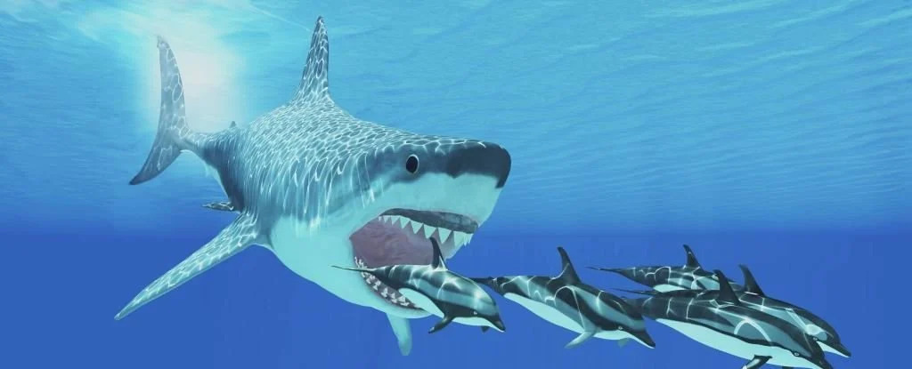 Виявляється, ніхто не знає, як саме виглядали акули-мегалодони.Вокруг Света. Украина