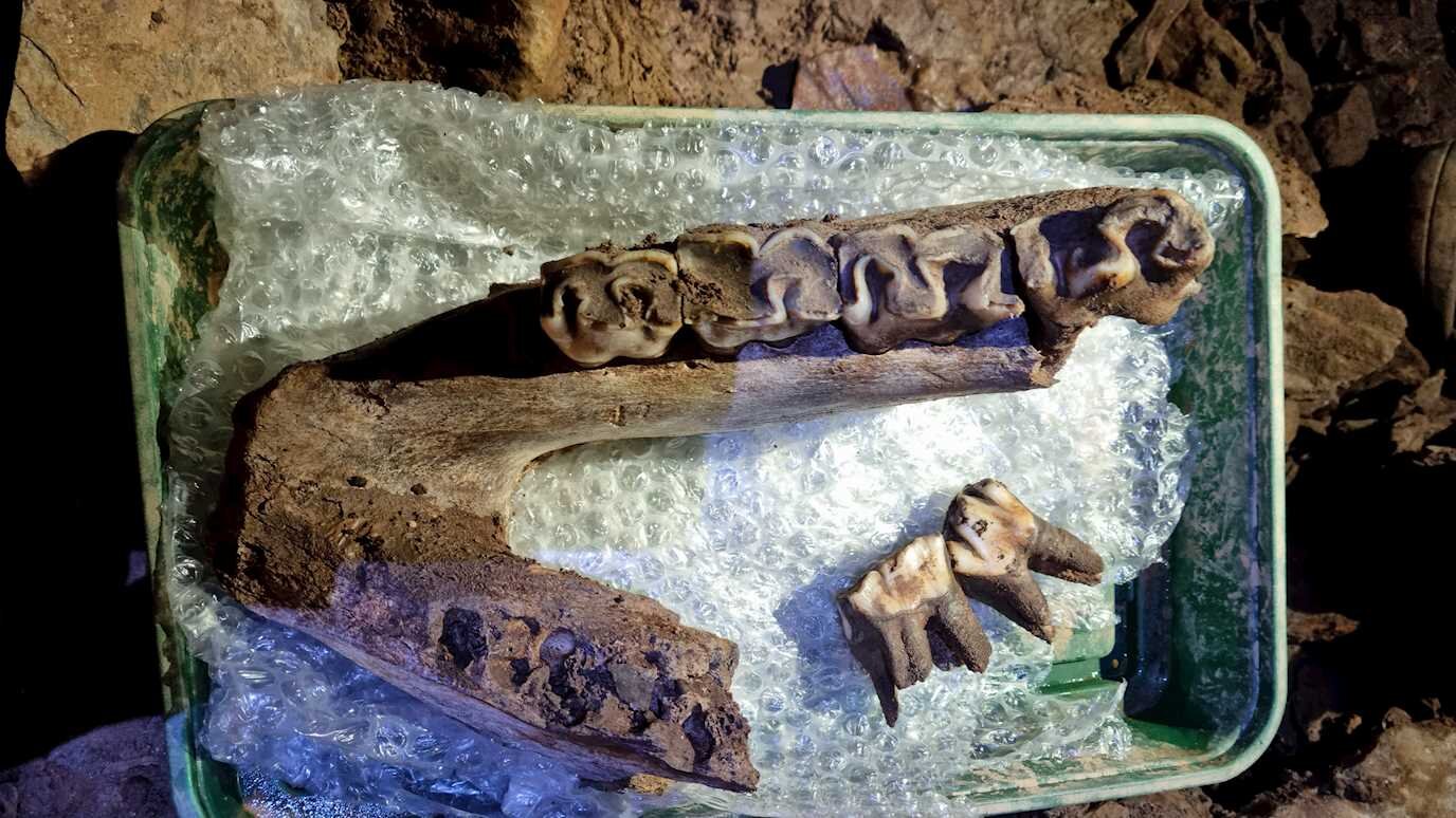 Мамонт, носорог и волк: в пещере Девона нашли окаменелости Ледникового периода.Вокруг Света. Украина