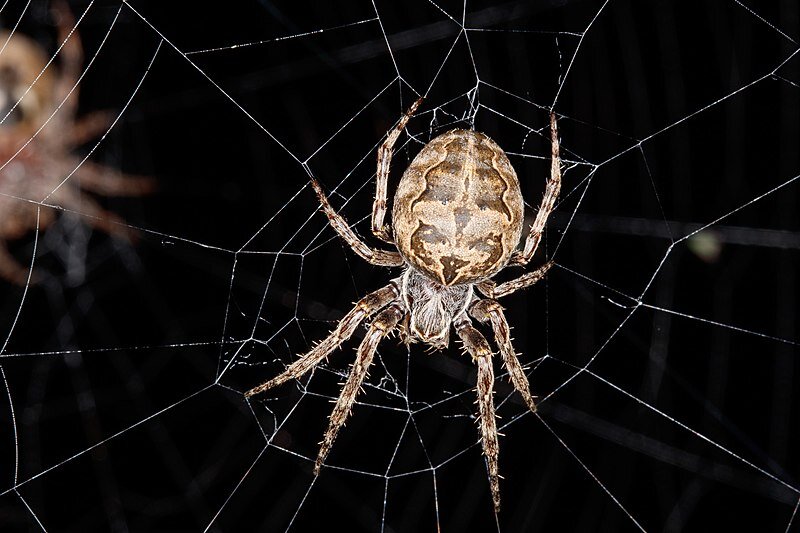 Павуки використовують павутину як підсилювач звуку.Вокруг Света. Украина